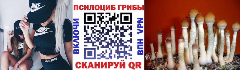 Псилоцибиновые грибы MAGIC MUSHROOMS  Купить  Камбарка 